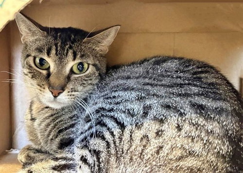 PEANUT, Adult Domestic Short Hair (medium coat), cat for adoption in Chesterfield, Missouri