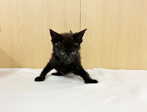 BRIOCHE, Baby Domestic Short Hair (medium coat), cat for adoption in Chesterfield, Missouri