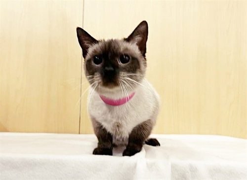 KLEO, Adult Domestic Short Hair (medium coat), cat for adoption in Chesterfield, Missouri