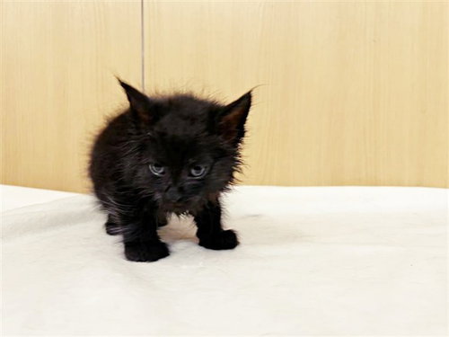 NIGHTFALL, Baby Domestic Short Hair (medium coat), cat for adoption in Chesterfield, Missouri