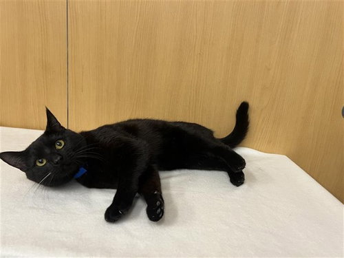 BISCUIT, Young Domestic Medium Hair (medium coat), cat for adoption in Chesterfield, Missouri
