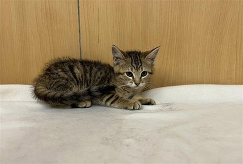 CHEETAH GIRL, Baby Domestic Medium Hair (medium coat), cat for adoption in Chesterfield, Missouri