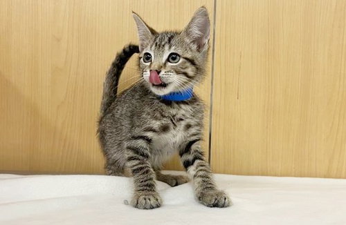 GREMLIN, Baby Domestic Medium Hair (medium coat), cat for adoption in Chesterfield, Missouri