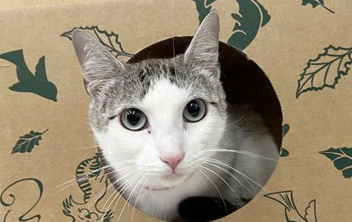 JILL, Adult Domestic Medium Hair (medium coat), cat for adoption in Chesterfield, Missouri