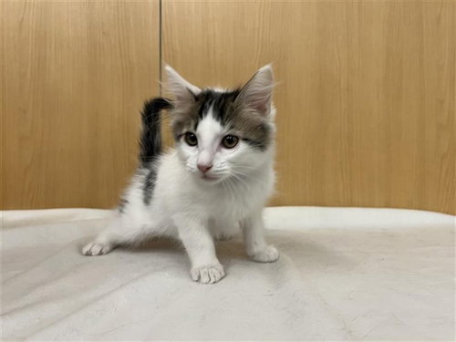 KNIGHT, Baby Domestic Medium Hair (medium coat), cat for adoption in Chesterfield, Missouri