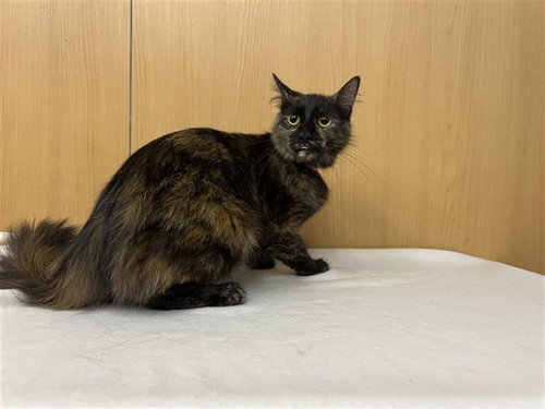 OPA, Adult Domestic Medium Hair (medium coat), cat for adoption in Chesterfield, Missouri