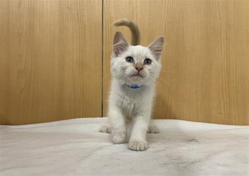 PICCOLINO, Baby Domestic Medium Hair (medium coat), cat for adoption in Chesterfield, Missouri