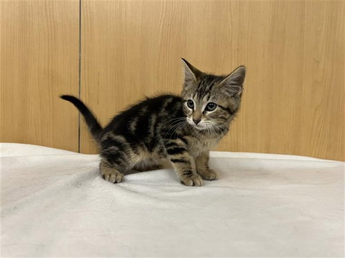 TIGGER, Baby Domestic Medium Hair (medium coat), cat for adoption in Chesterfield, Missouri