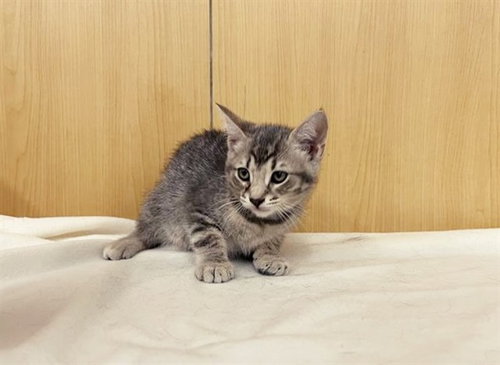 XAVIER, Baby Domestic Medium Hair (medium coat), cat for adoption in Chesterfield, Missouri