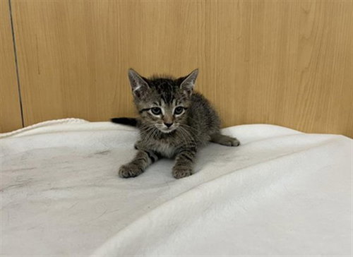 XION, Baby Domestic Medium Hair (medium coat), cat for adoption in Chesterfield, Missouri