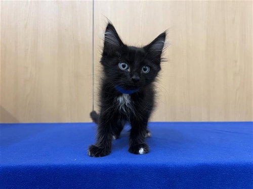 BUZZ, Baby Domestic Medium Hair (medium coat), cat for adoption in Chesterfield, Missouri