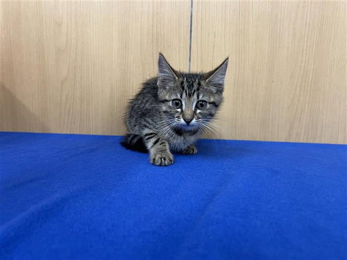 JESSIE, Baby Domestic Short Hair (medium coat), cat for adoption in Chesterfield, Missouri