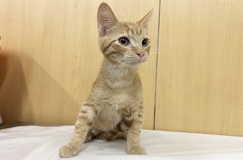 GARFIELD, Baby Domestic Short Hair (medium coat), cat for adoption in Chesterfield, Missouri