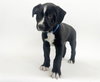 SAMSON - Photo 1