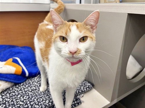 MARIA, an adoptable Domestic Medium Hair in St. Louis, MO