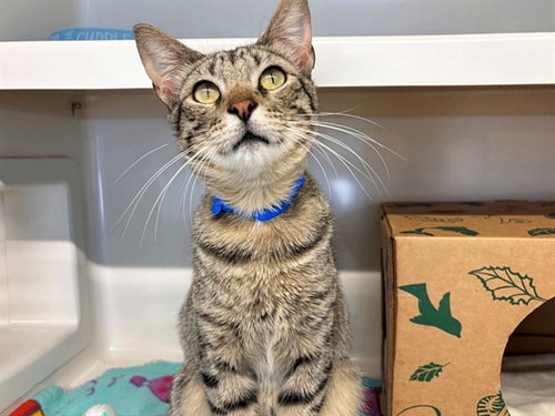 LELAND, Young Domestic Short Hair (medium coat), cat for adoption in Chesterfield, Missouri