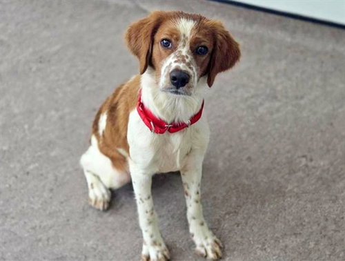 PONGO