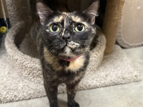 SCRAPPY, an adoptable Domestic Short Hair in St. Louis, MO