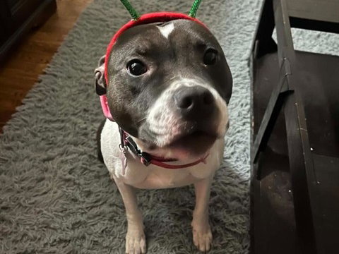NOVA