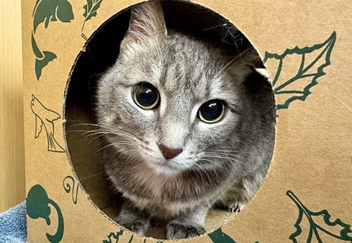 BELLA