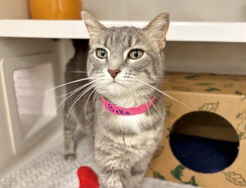 BELLA, Adult Domestic Short Hair (medium coat), cat for adoption in Chesterfield, Missouri