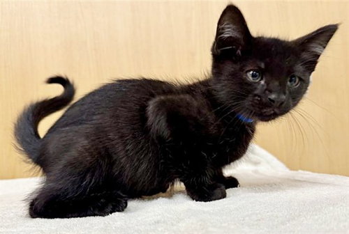 UMBREON