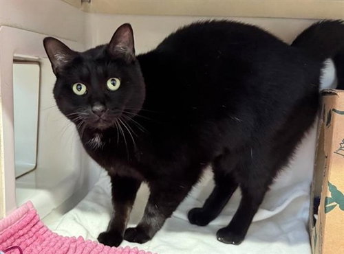 SQUEAKERS, Adult Domestic Medium Hair (medium coat), cat for adoption in Chesterfield, Missouri
