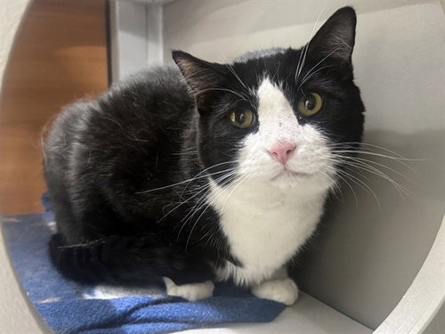 BANDIT, Senior Domestic Short Hair (medium coat), cat for adoption in Chesterfield, Missouri