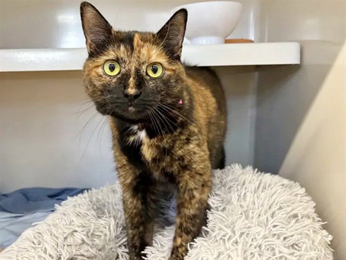 CALLIE, Adult Domestic Short Hair (medium coat), cat for adoption in Chesterfield, Missouri