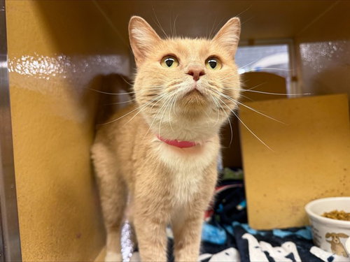 JUNIPER, Adult Domestic Short Hair (medium coat), cat for adoption in Chesterfield, Missouri