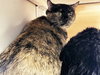 PATCHES - Photo 1