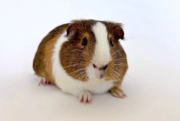 2 PIG SHAKUR