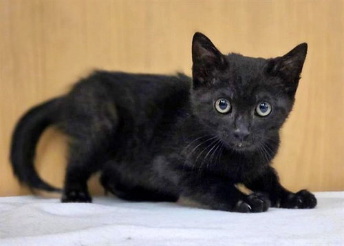 TOOTHLESS