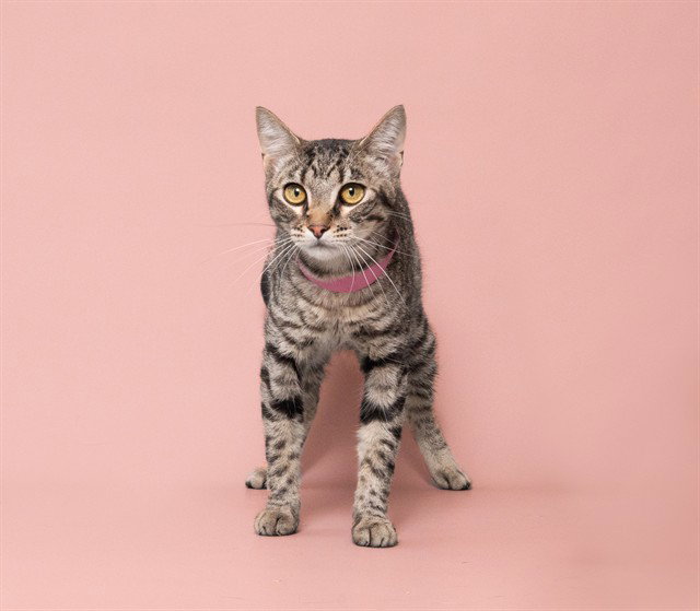 NALA Image