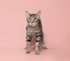 NALA - Photo 1