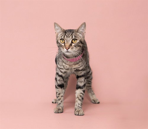NALA, Adult Domestic Short Hair (medium coat), cat for adoption in Saint Louis, Missouri