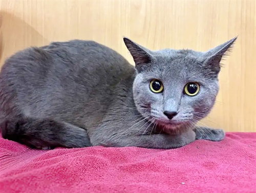 BIG MAC, Adult Domestic Short Hair (medium coat), cat for adoption in Chesterfield, Missouri
