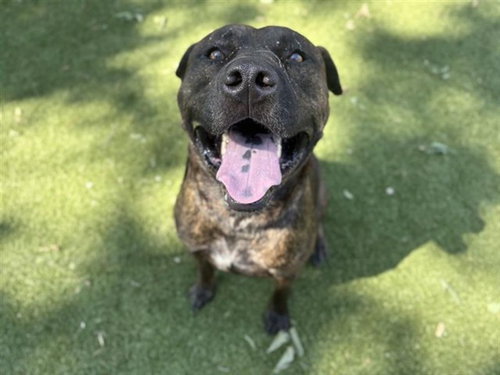 GUAPO, an adoptable Pit Bull Terrier in St. Louis, MO