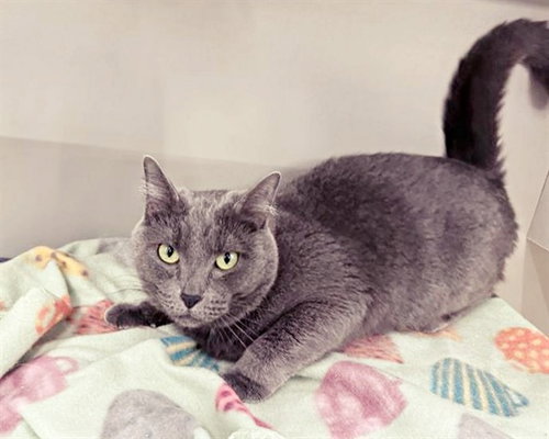 BELLE, Adult Domestic Short Hair (medium coat), cat for adoption in Chesterfield, Missouri