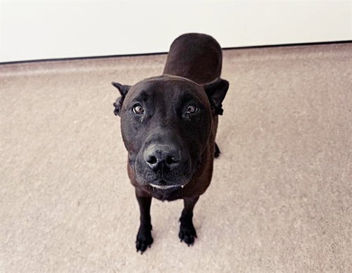 MISTY, an adoptable Labrador Retriever in St. Louis, MO