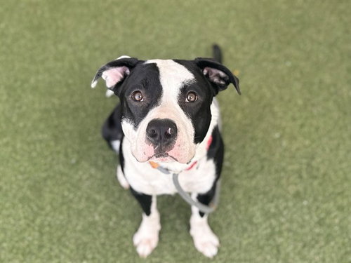 MARLEY, an adoptable Pit Bull Terrier in St. Louis, MO