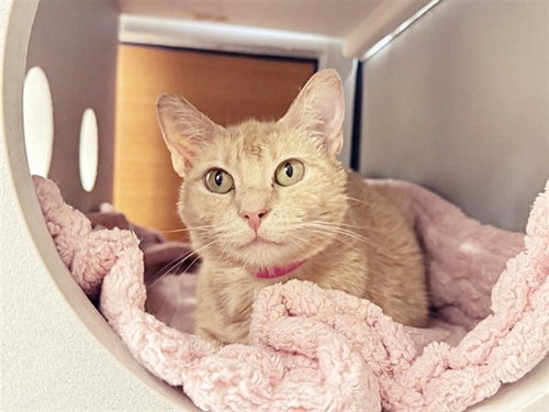 MELIS, Adult Domestic Short Hair (medium coat), cat for adoption in Chesterfield, Missouri