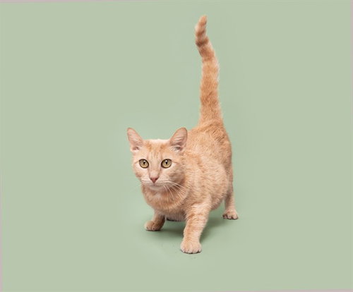 MELIS, Adult Domestic Short Hair (medium coat), cat for adoption in Saint Louis, Missouri
