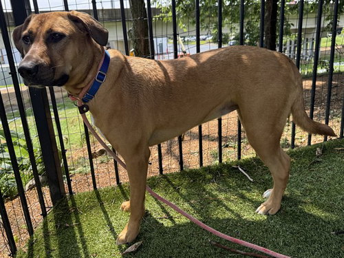HONEY, an adoptable Labrador Retriever in St. Louis, MO