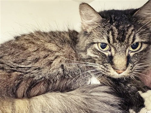 IGGY, Senior Domestic Short Hair (medium coat), cat for adoption in Saint Louis, Missouri