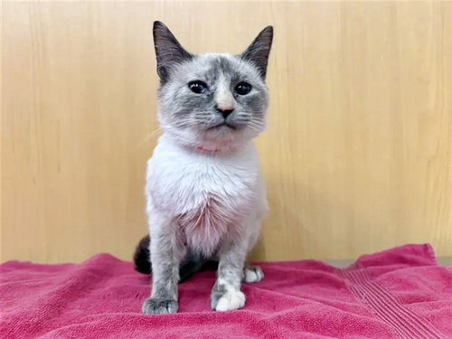 BUBBLES - Siamese available for adoption