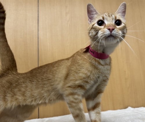 GRAVY, Adult Domestic Short Hair (medium coat), cat for adoption in O'Fallon, Missouri