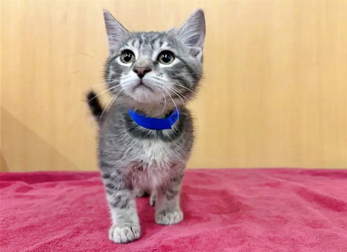 DONATELLO, Baby Domestic Short Hair (medium coat), cat for adoption in Chesterfield, Missouri