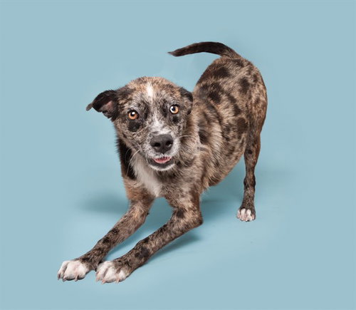 BABY BOY - Australian Shepherd available for adoption