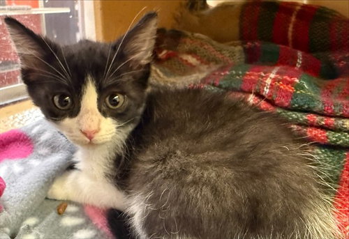 TREE HUGGER, Baby Domestic Short Hair (medium coat), cat for adoption in Chesterfield, Missouri